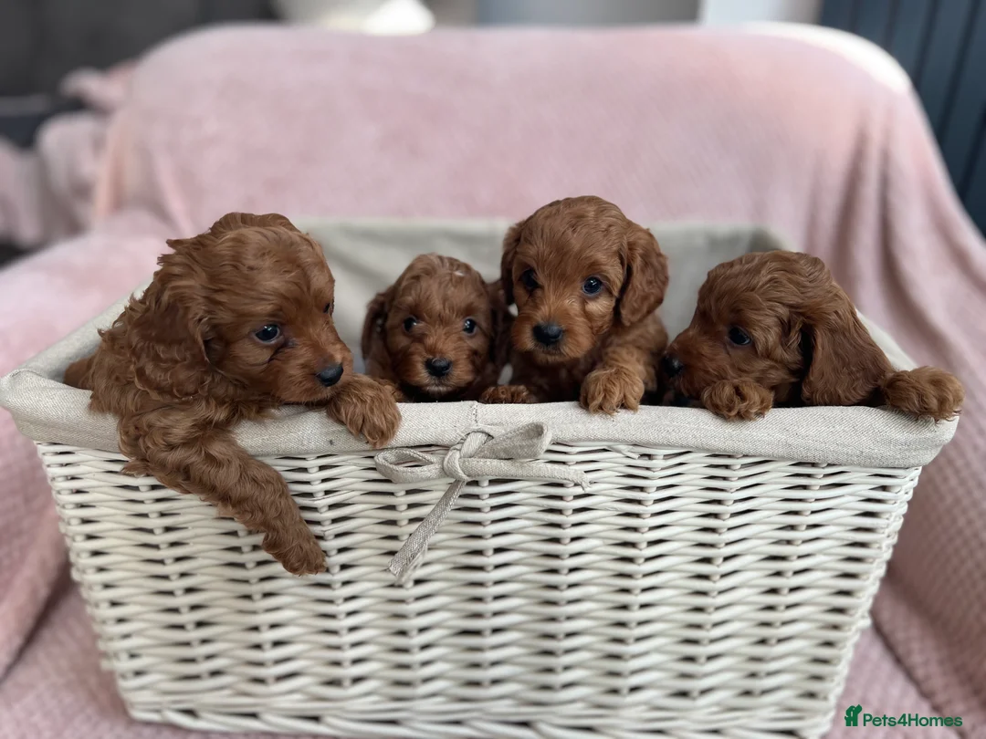 Toy Poodle dogs for stud: Teddy Fox red Proven Toy Poodle for STUD in Bexleyheath - Advert 14