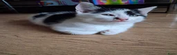 Mixed Breed cats for sale: 2 female black and white kittens available  in Walsall - Advert 6