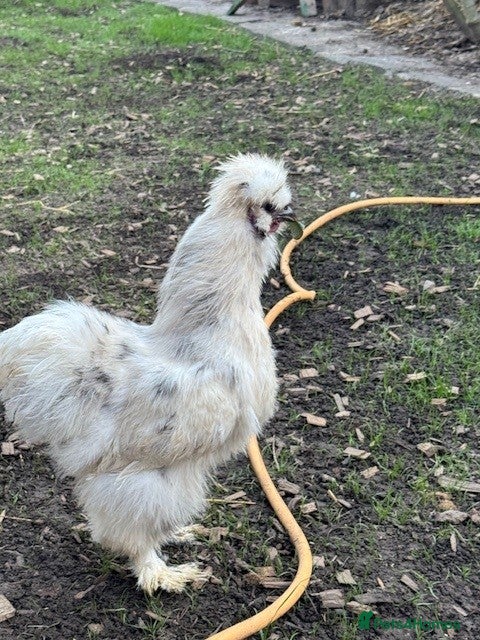 Chickens poultry Roosters, hens, quails and chicks for sale - Advert 3