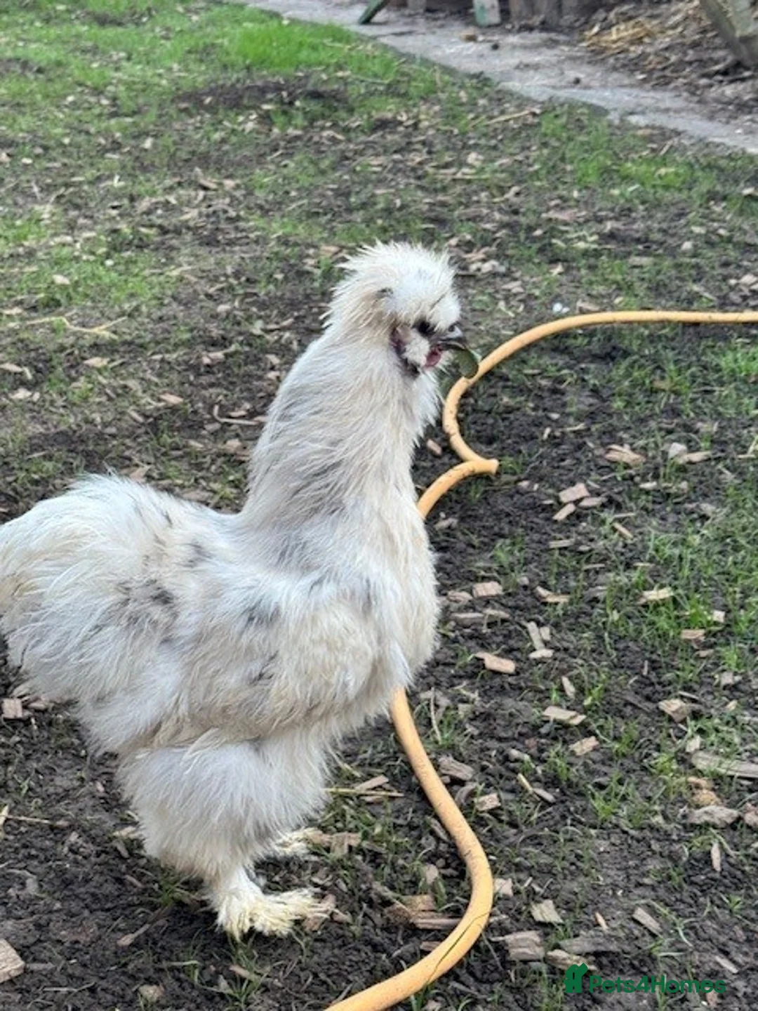 Chickens poultry for sale: Roosters, hens, quails and chicks for sale - Advert 1