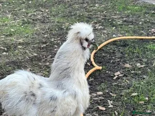 Chickens poultry Roosters, hens, quails and chicks for sale - Advert 15