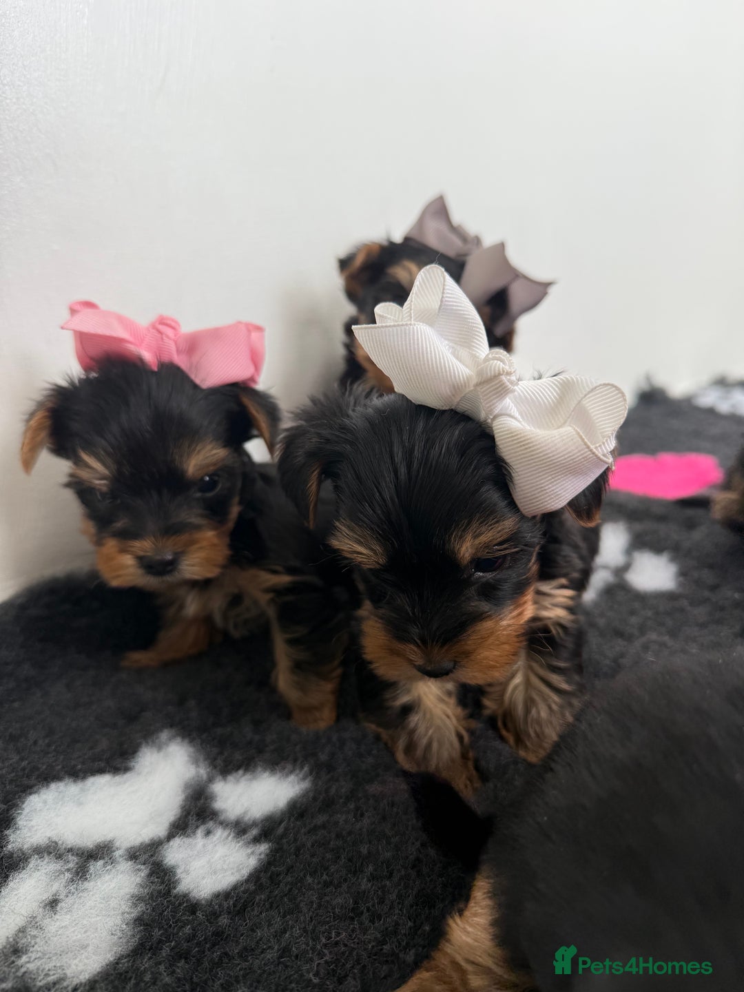 Yorkshire Terrier dogs for sale: Yorkshire Terrier Puppy 5 - 6 beautiful Yorkshire terriers  - Image 13