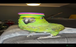 Parrots birds for sale: Yelow nape amazon - Image 11