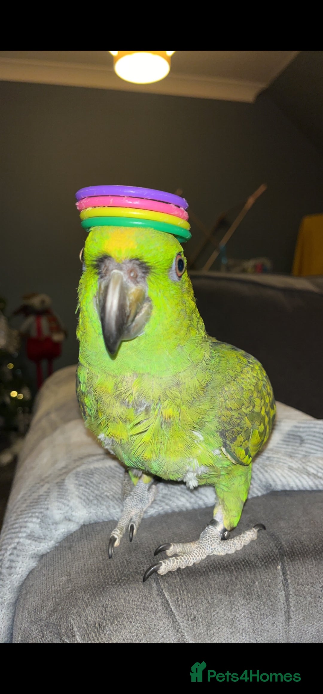 Parrots birds for sale: Yelow nape amazon - Image 11