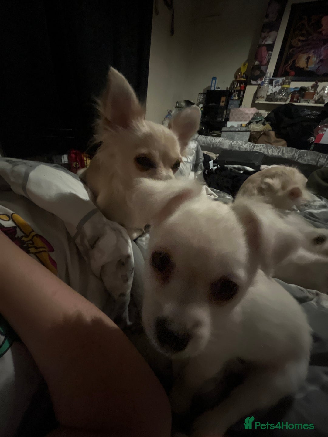 Chihuahua dogs for sale: Long haired chihuahua  - Image 7