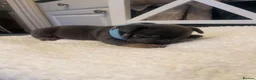 French Bulldog dogs for sale: 🐾💙 BEAUTIFUL FRENCH BULLDOG PUPPIES 💗🐾 - Advert 29