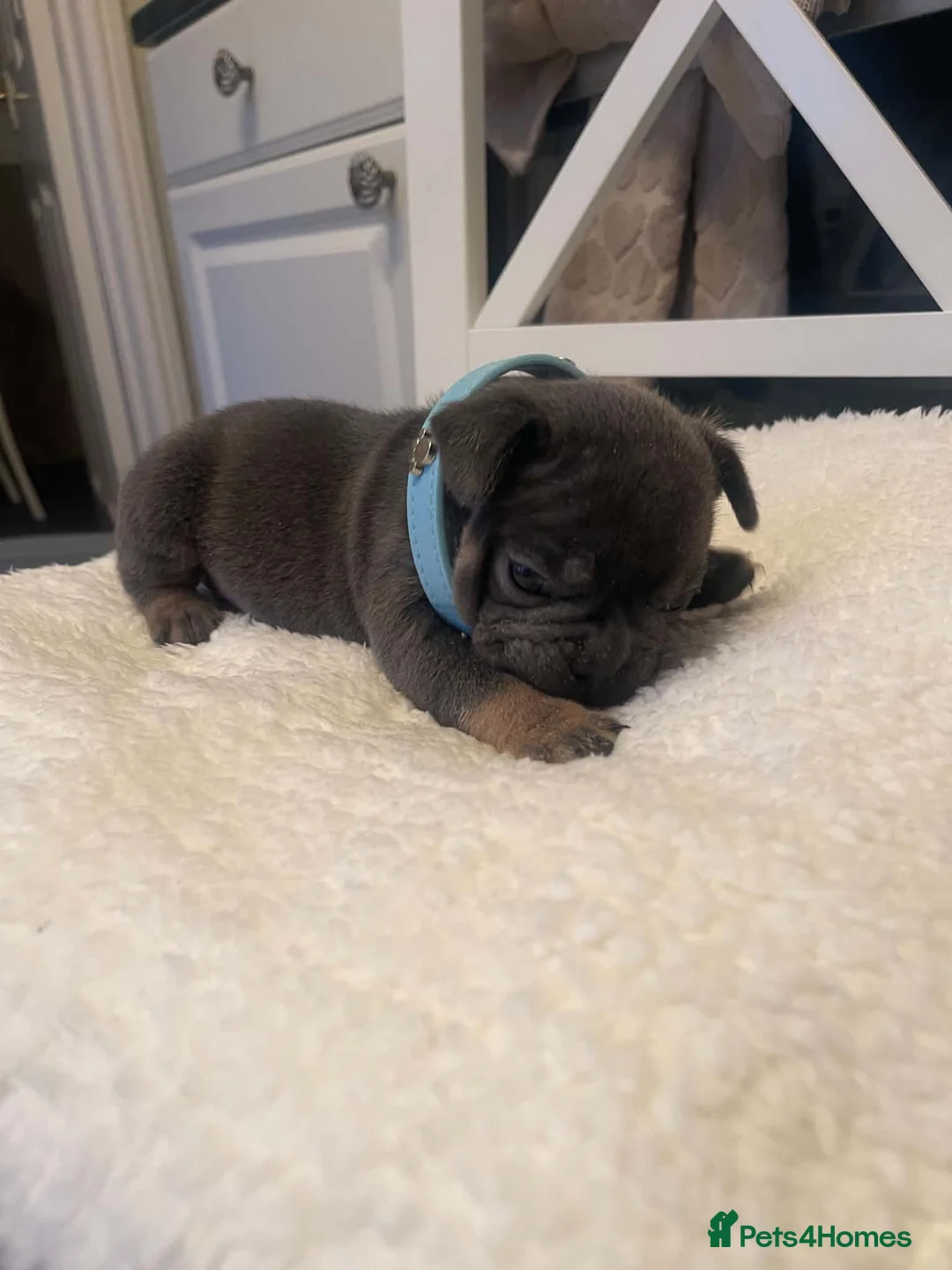 French Bulldog dogs for sale: 🐾💙 BEAUTIFUL FRENCH BULLDOG PUPPIES 💗🐾 - Advert 29