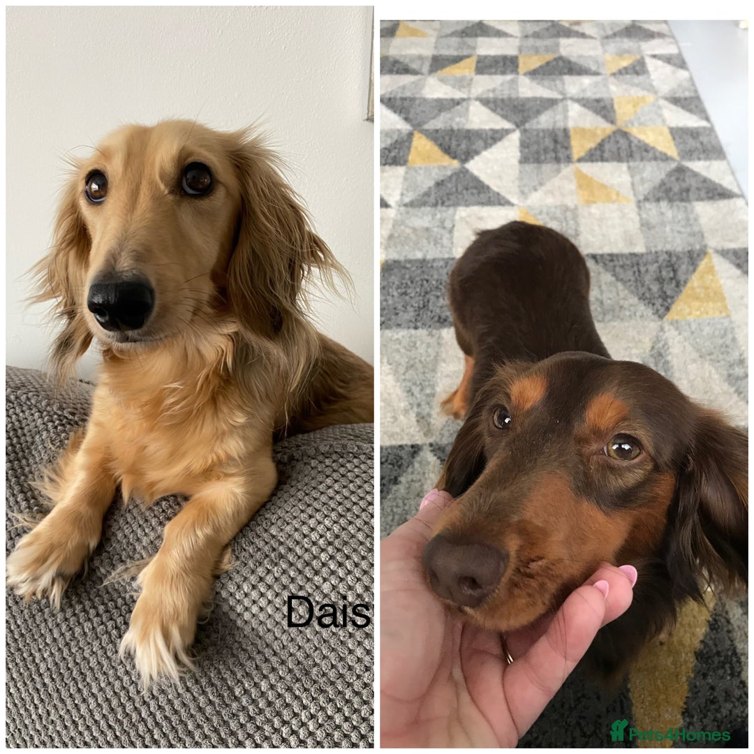 Miniature Dachshund dogs for sale: KC reg male & female needs new homes  - Advert 1
