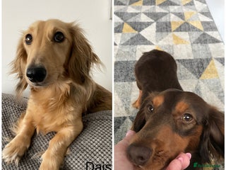 Miniature Dachshund dogs KC reg male & female needs new homes - Advert 2