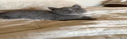 British Shorthair cats for sale: Chunky kittens brown gene carriers - Advert 7