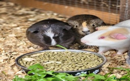 Guinea Pig rodents for sale: 4 Month Old Male Guinea Pigs - Image 3