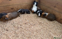 Guinea Pig rodents for sale: Baby guinea pigs  - Image 4