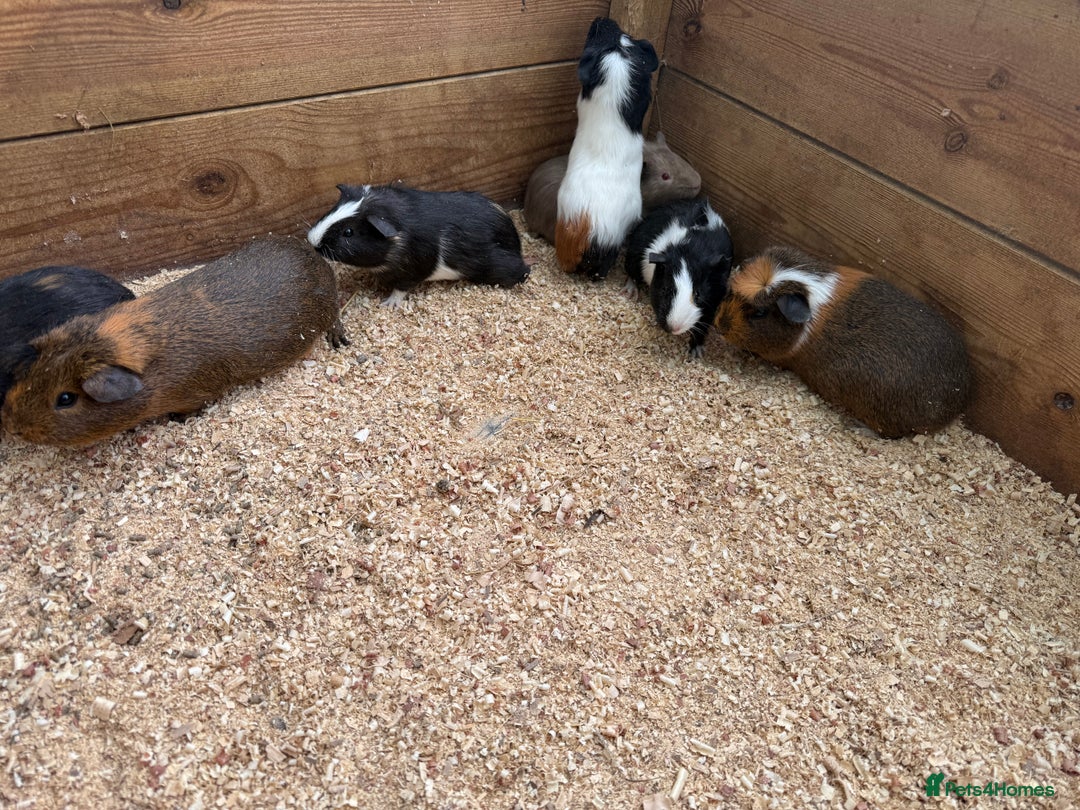 Guinea Pig rodents for sale: Baby guinea pigs  - Image 4