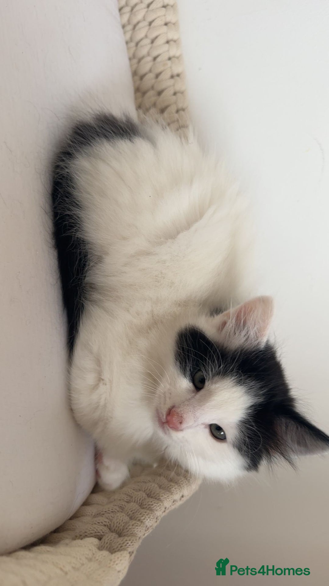 Mixed Breed cats for sale: Part Maine Coon black and white fluffy male cat - Advert 16