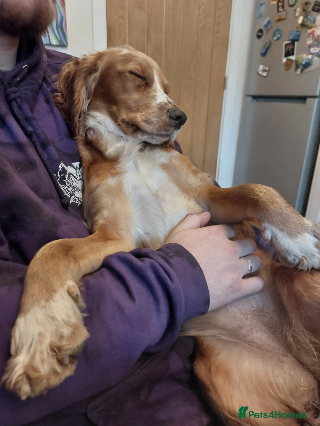 Cocker Spaniel dogs for sale: Beautiful Working cocker Spaniel female  - Advert 2