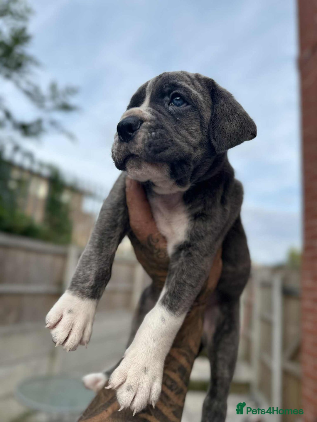 Cane Corso dogs for sale: Purebred Cane Corso puppies  - Image 15
