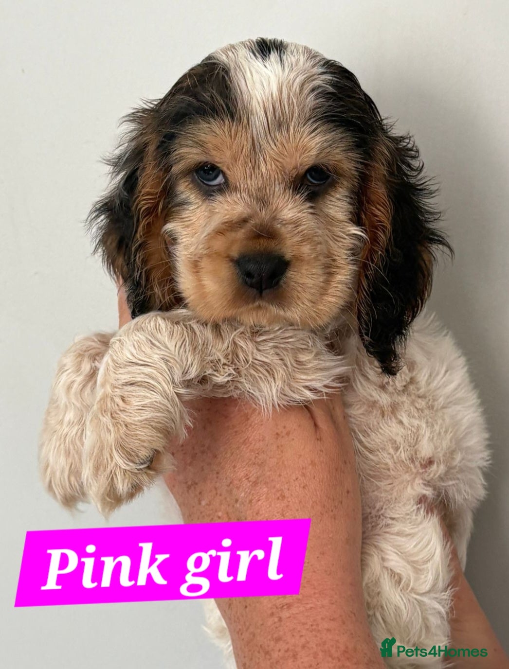 Cocker Spaniel dogs for sale: Show cocker spaniels - Advert 7