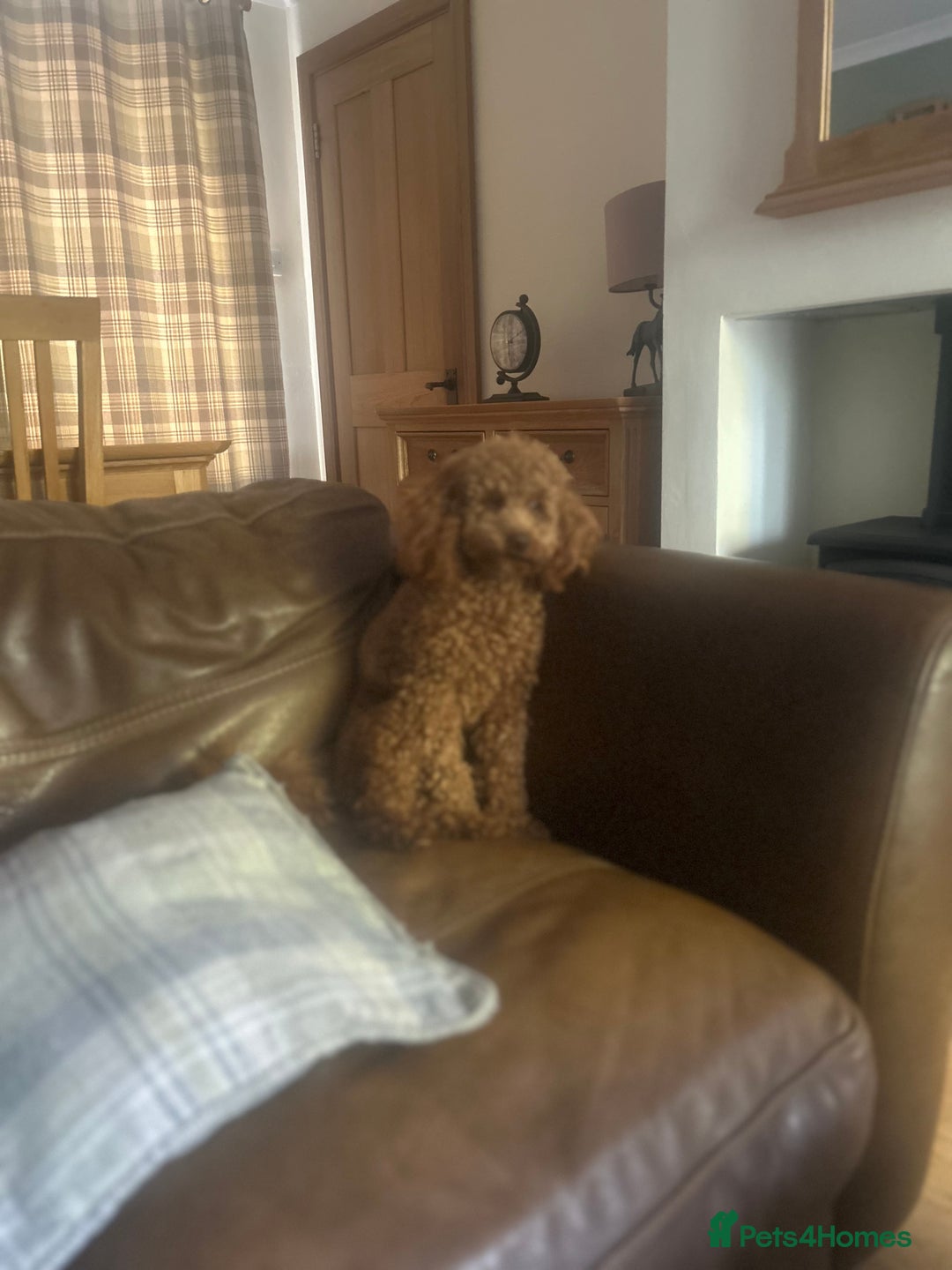 Toy Poodle dogs for stud: Kc Health tested fox red Toy poodle for stud - Advert 14