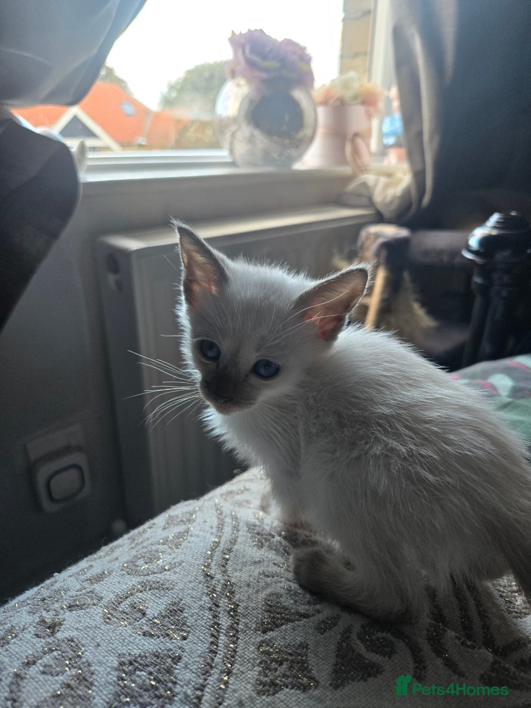 Siamese cats for sale:  Two chocolate point beautiful babies  - Image 21