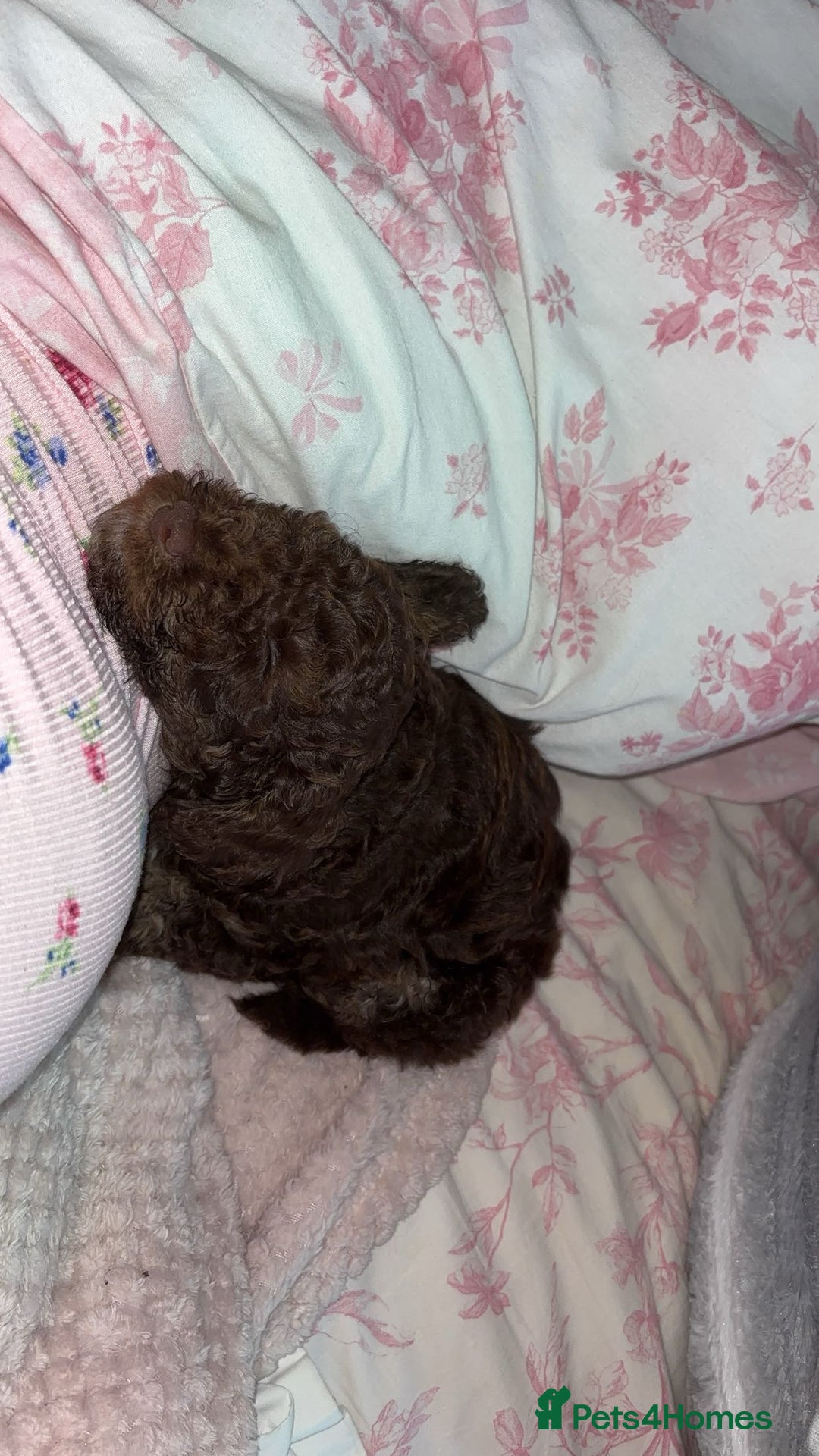 Cockapoo dogs for sale: Choco brown cockapoo for sale - Image 3