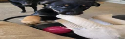 Mixed Breed dogs for sale: presa canario x kelpie - Advert 6