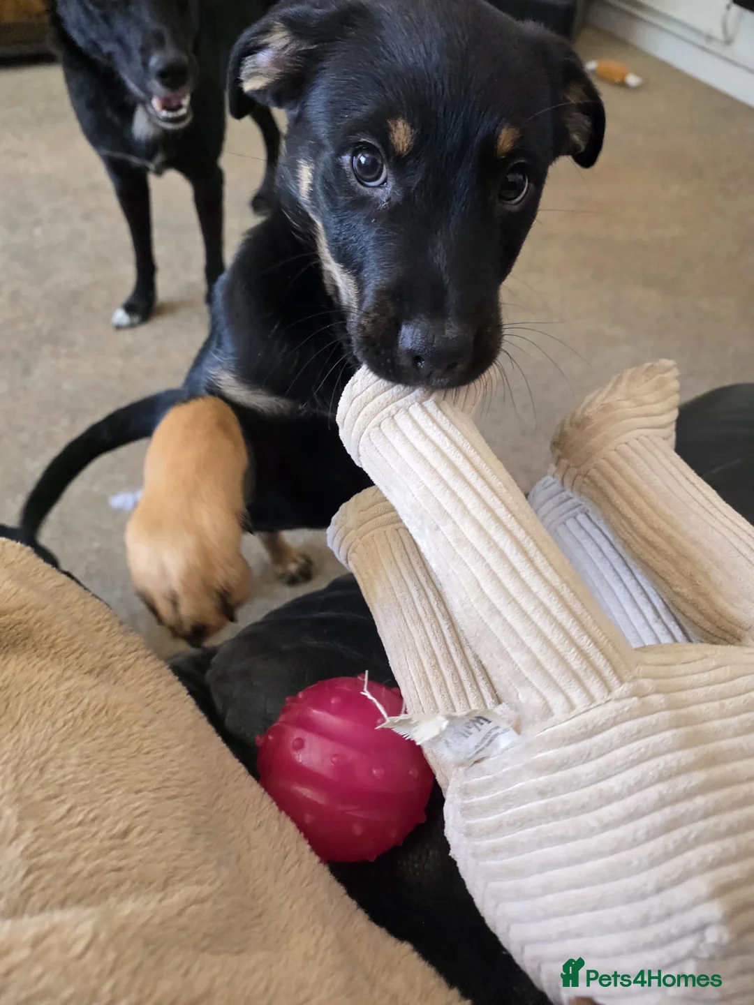 Mixed Breed dogs for sale: presa canario x kelpie - Advert 6
