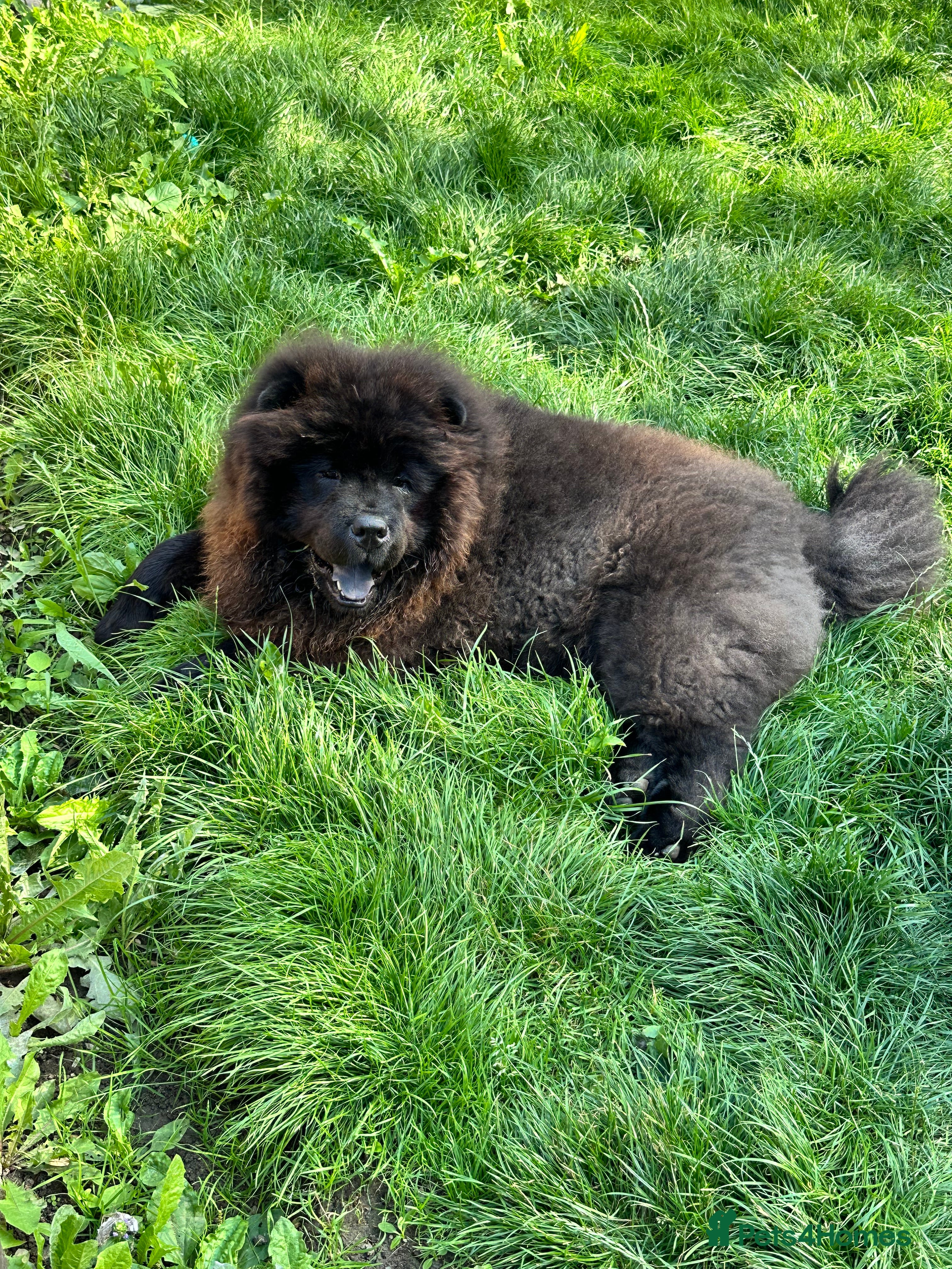 Chow Chow dogs Chow chow for STUD - Advert 1