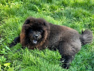 Chow Chow dogs Chow chow for STUD - Advert 1