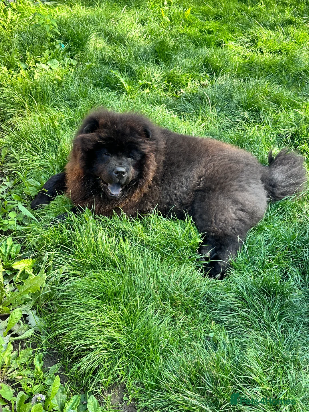 Chow Chow dogs for stud: Chow chow for STUD - Advert 2