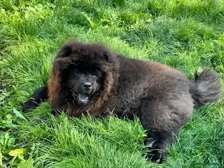 Chow Chow dogs Chow chow for STUD - Advert 2