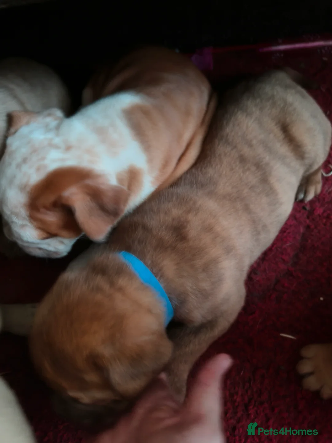 Mixed Breed dogs for sale: Dogue de bordeaux cross old time english bulldog in Newcastle upon Tyne - Advert 11