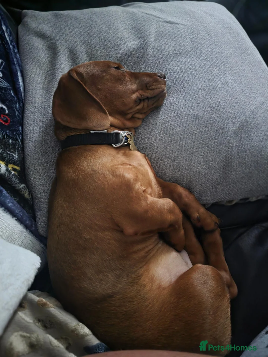 Jackshund dogs for sale: Milo 7 months old in Saint Helens - Advert 9