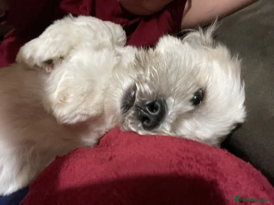 Lhasa Apso dogs for stud: KC registered experienced Champagne boy for stud in Chelmsford - Advert 9