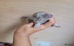 Shih Tzu dogs for sale: Three stunning Lavender/dobie Imperial ShihTzu - Image 9