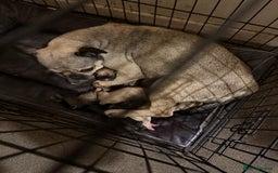 Frug dogs for sale: Can you offer Lulu a new forever home ? - Image 2