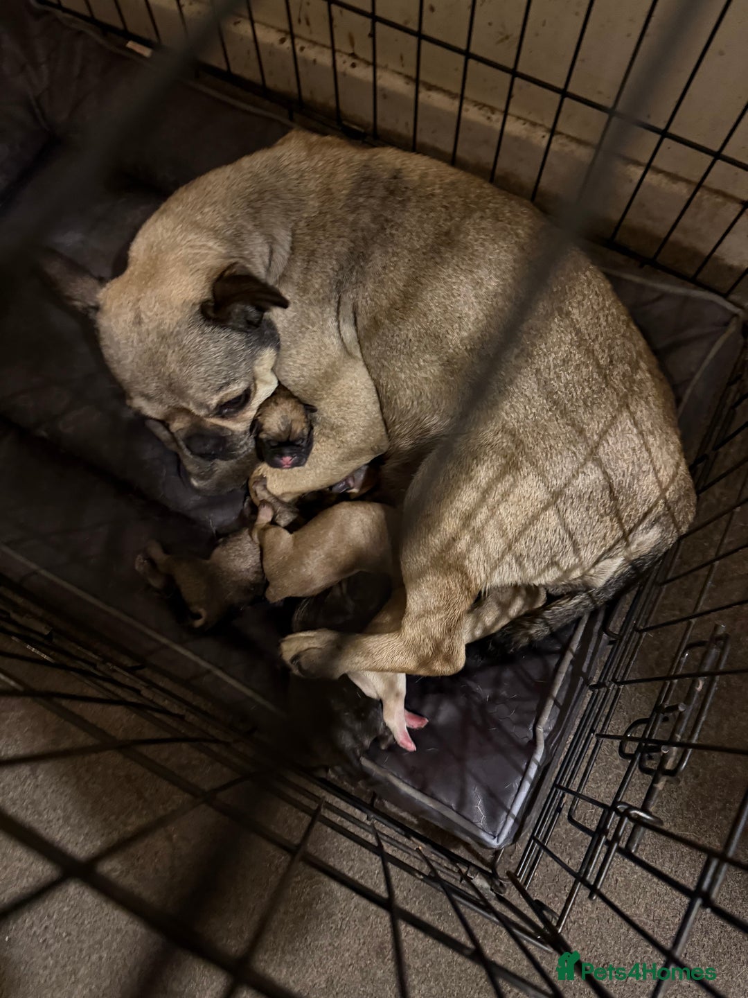 Frug dogs for sale: Can you offer Lulu a new forever home ? - Image 2