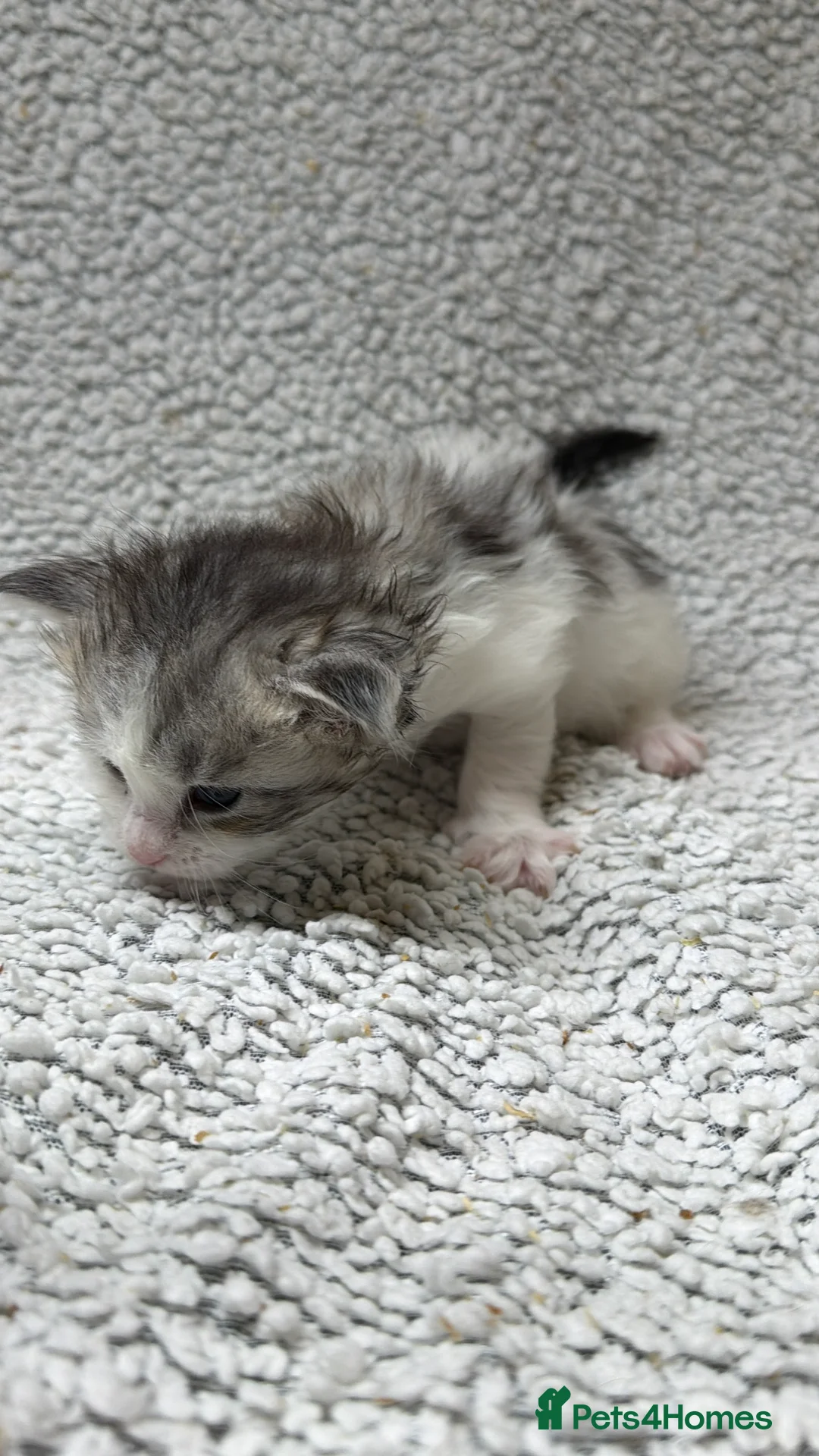 Maine Coon cats for sale: Beautiful maine coons - Advert 16