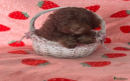 Toy Poodle dogs for sale: *Price reduced *last 2 Kc reg toy poodle pups  - Image 9