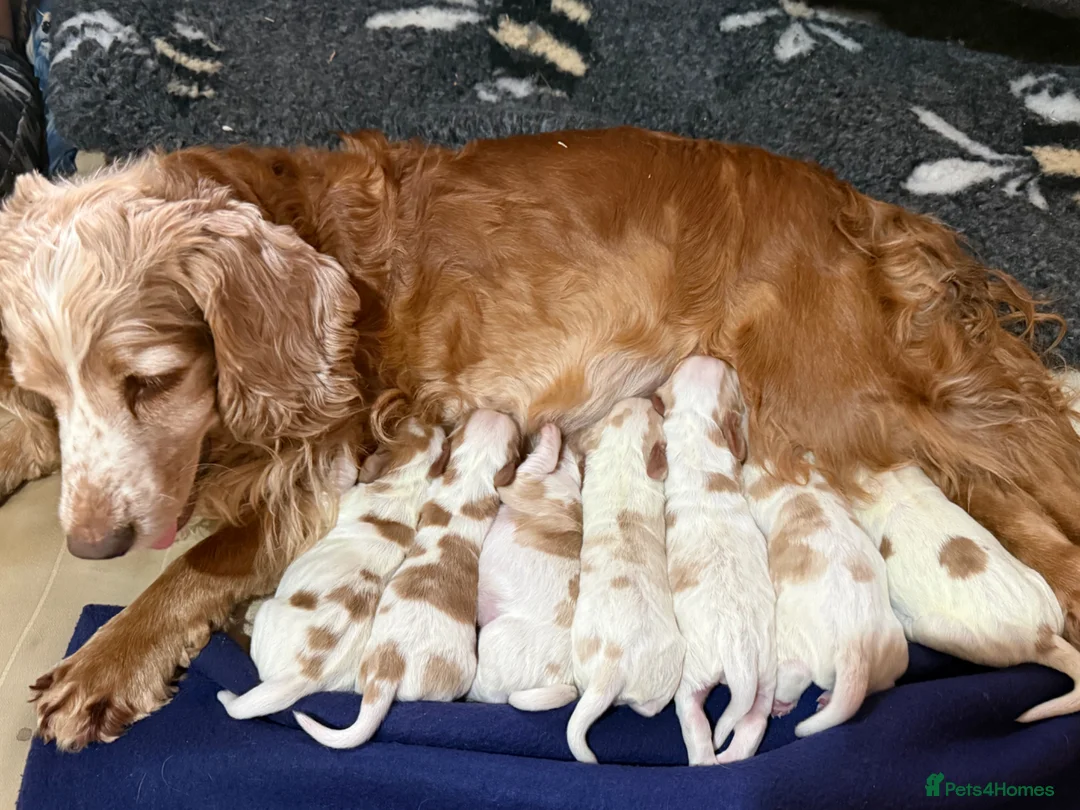 Cocker Spaniel dogs for sale: Working cocker spaniels  in Holsworthy - Advert 4