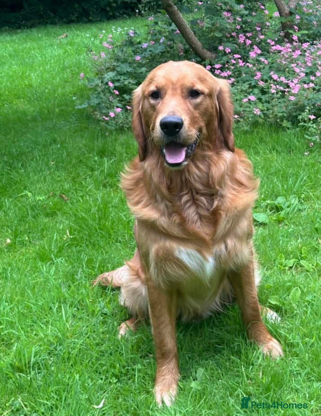 Golden Retriever dogs for stud: Beautiful KC reg DNA 🧬 clear proven  - Advert 10