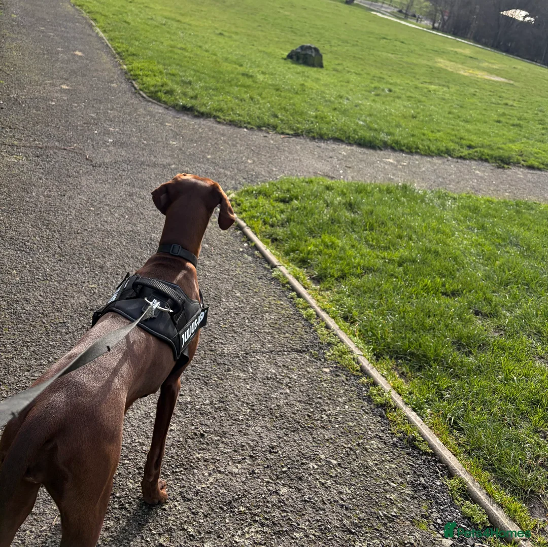 Mixed Breed dogs for sale: 6 month old Vizslaxdobermann - Advert 6