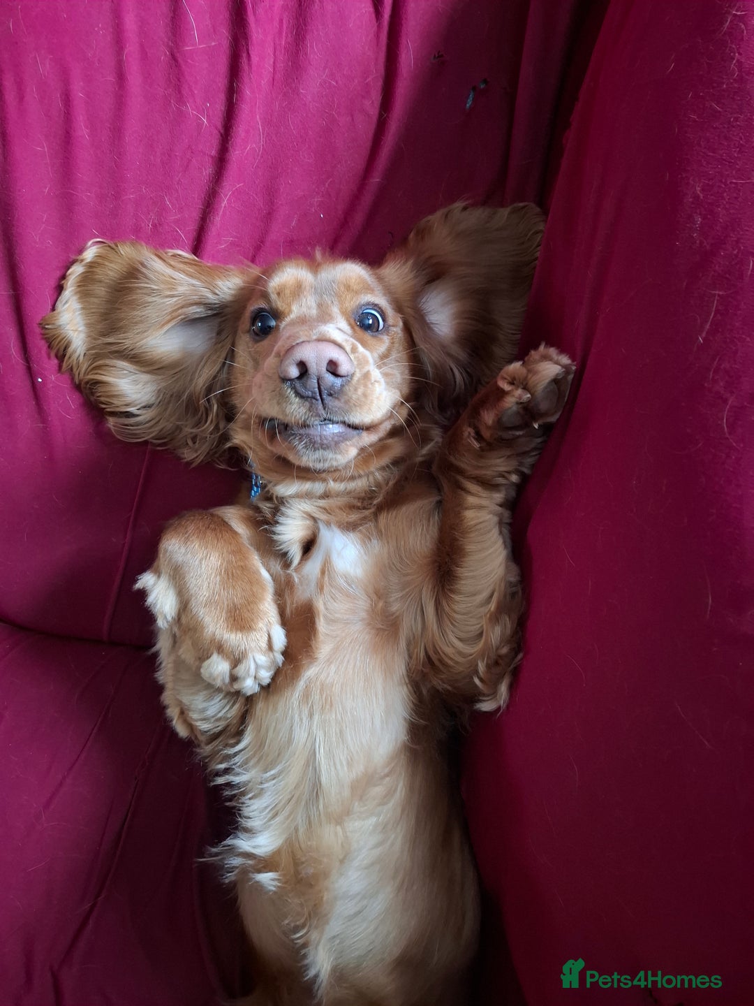 Cocker Spaniel dogs for stud: Handsome working Cocker Spaniel for stud - Advert 8