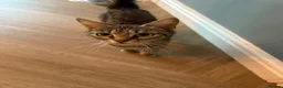 Mixed Breed cats for sale: Domestic shorthair (Tabby) Kittens  in Wisbech - Advert 2