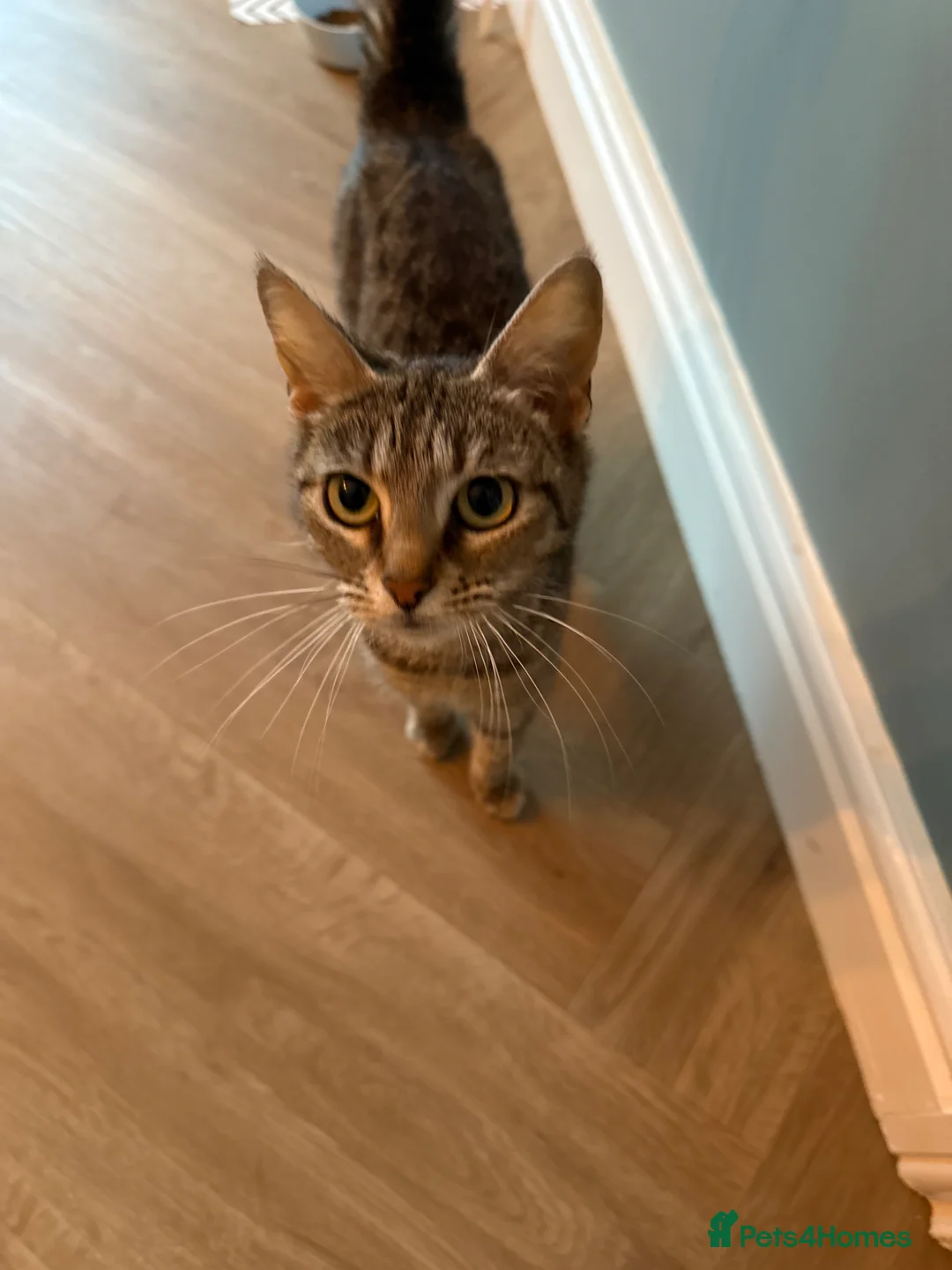 Mixed Breed cats for sale: Domestic shorthair (Tabby) Kittens  in Wisbech - Advert 2
