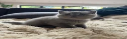British Shorthair cats for sale: 5 British Shorthair Kittens 🐈‍⬛  - Advert 13