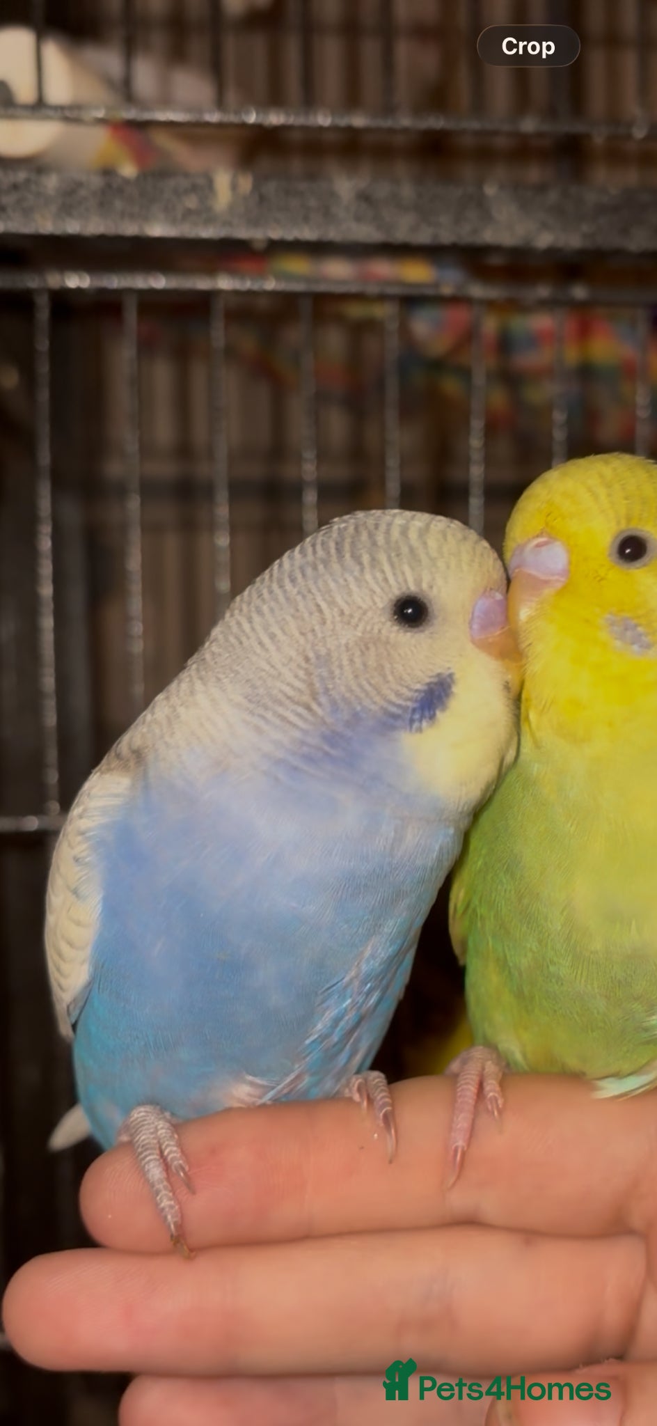 Budgerigars birds Tame Baby Budgie - Advert 1