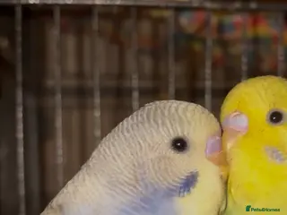 Budgerigars birds Tame Baby Budgie - Advert 1