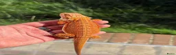 Bearded Dragon reptiles for sale: Red bearded dragon babies - ready for collection! in London - Advert 6