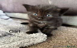 Mixed Breed cats for sale: 5 beautiful kittens for sale - Image 7