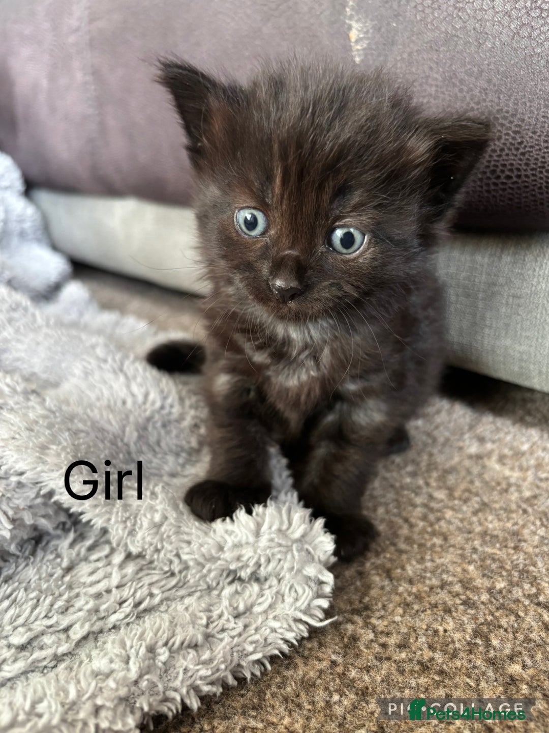 Mixed Breed cats for sale: 5 beautiful kittens for sale - Image 7
